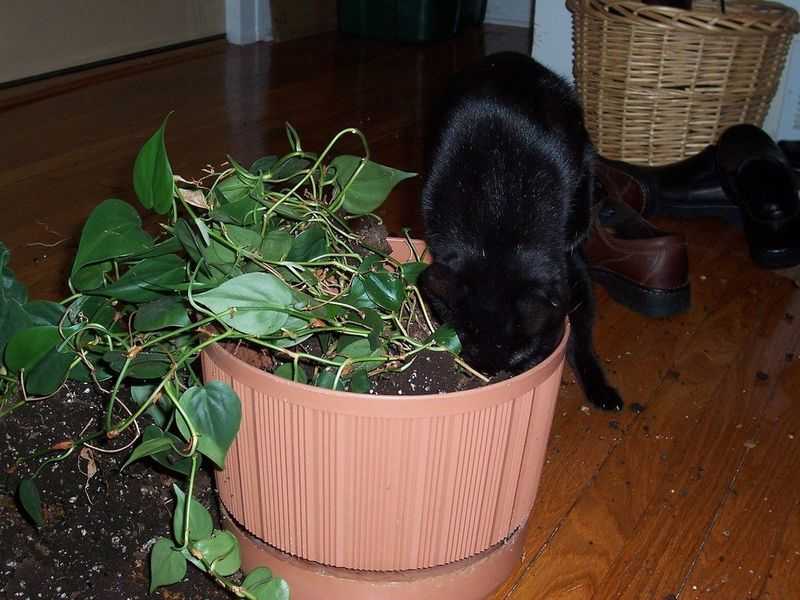 Ядовитые растения для кошек: как помочь при отравлении?
