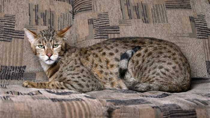 Ашера - порода кошек: фото, описание, уход