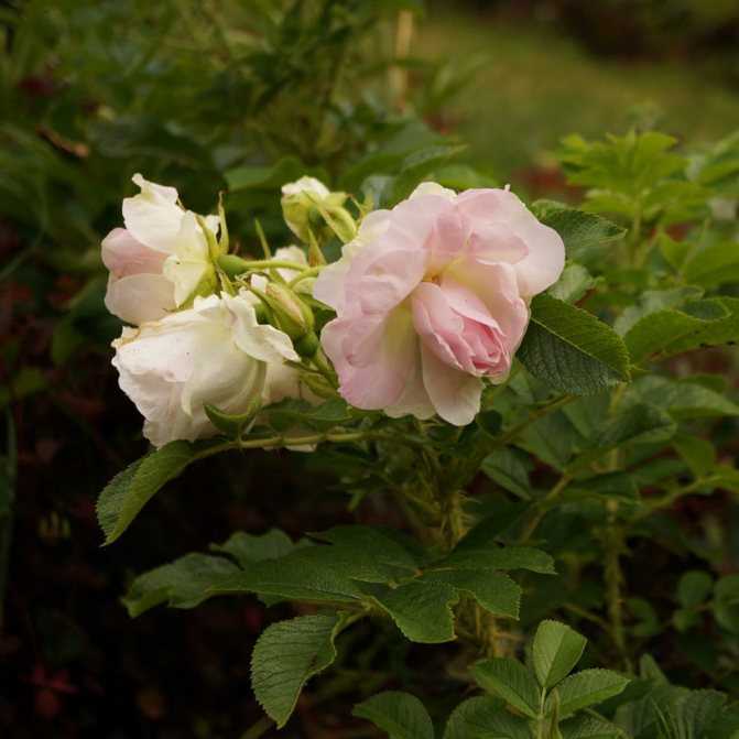 Морщинистый шиповник rosa rugosa – полезные свойства