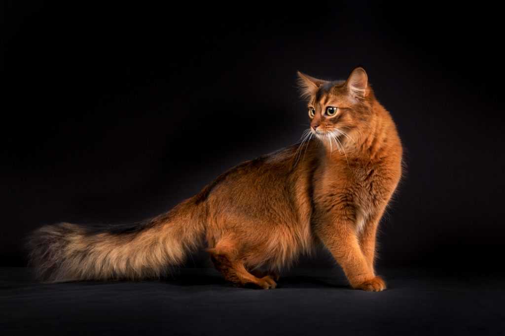 Сомалийская кошка: описание породы, фото, цена, отзывы