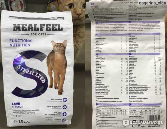 Как и чем кормить котят в 2 недели: советы и рекомендации