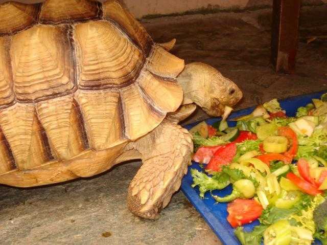 Чем кормить речную черепаху домашних условиях