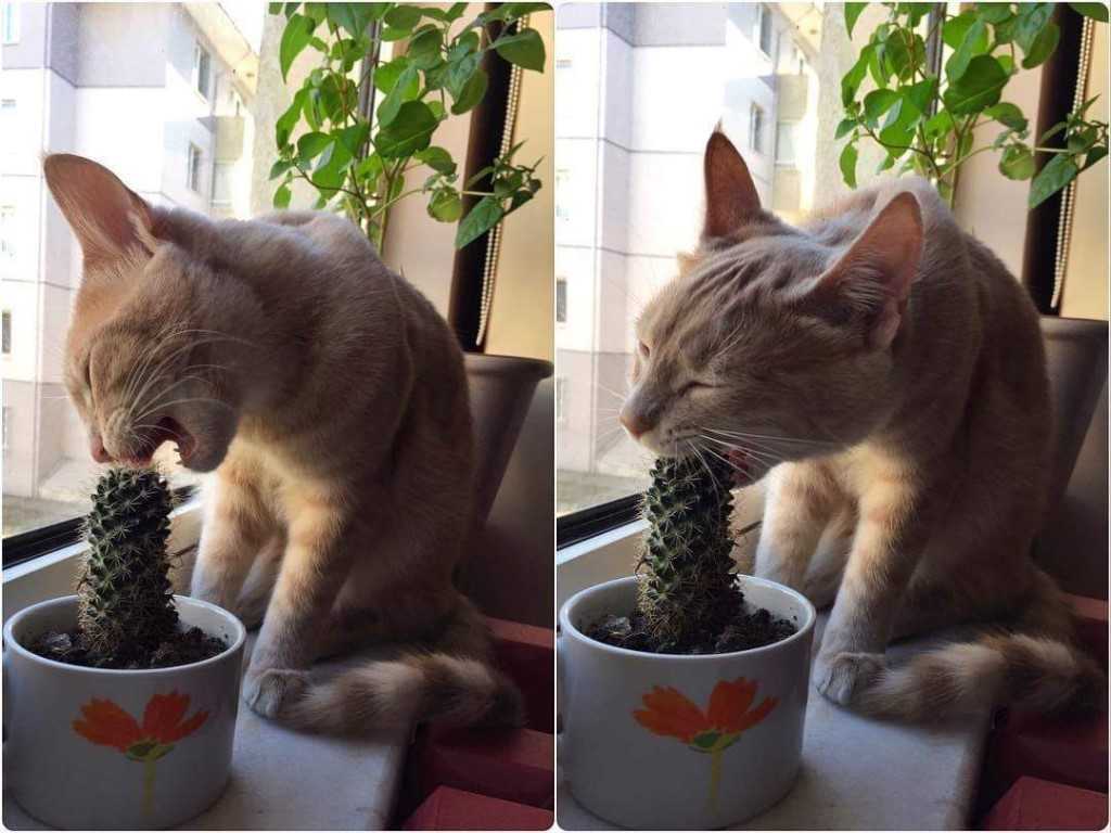 Какие комнатные растения опасны для кошек?