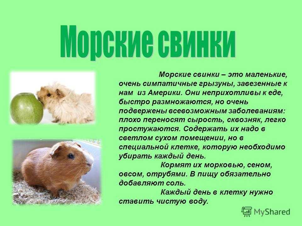 ᐉ самая большая морская свинка называется куи (описание и фото) - zoopalitra-spb.ru