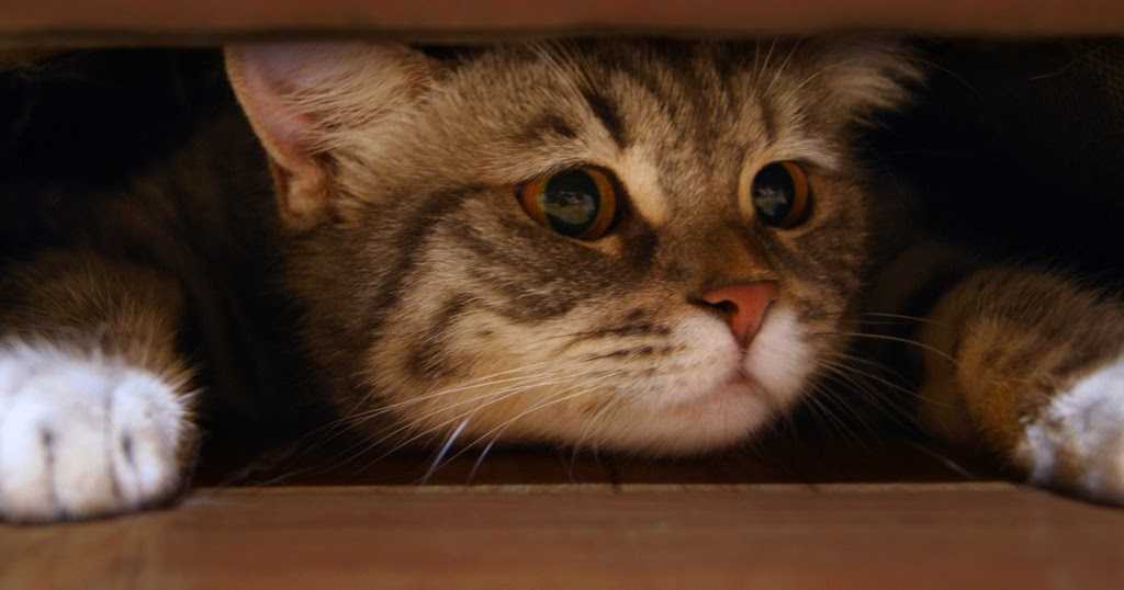 Почему кошка, кот, котенок мяукает и прячется под одеяло