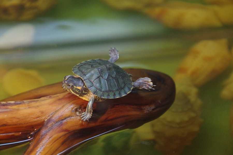 ᐉ как спариваются черепахи: особенности полового акта у морских и сухопутных разновидностей (видео) - zoopalitra-spb.ru