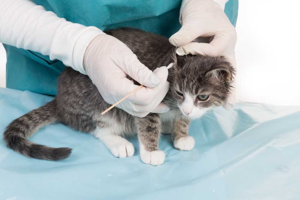 Инфекция у кошек: симптомы, причины и лечение