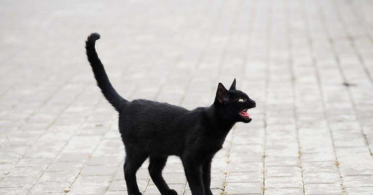 Что делать, если дорогу перебежала черная кошка: негативное и позитивное отношение к темным котам, суеверия и приметы о кошке черной, рыжей и белой масти