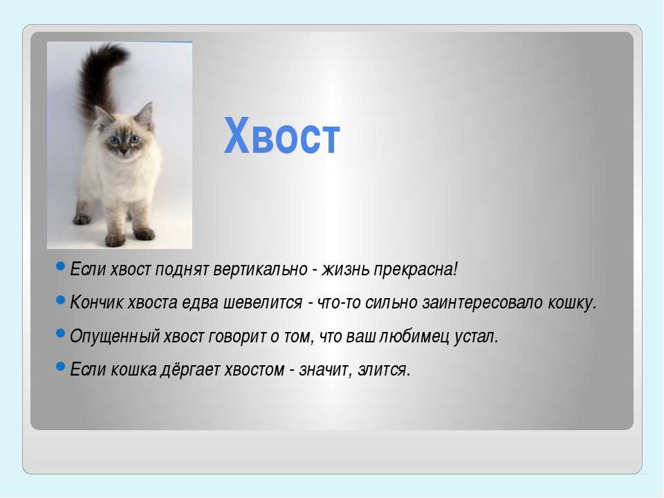 Кот показывает язык: основные причины и что это значит