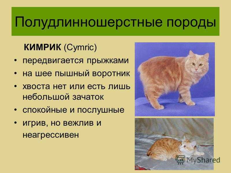 Шантильи тиффани: покупка котенка, его кормление и здоровье (фото), сколько стоит котенок шантильи тиффани? сколько лет живут шантильи-тиффани? чем кормить и как часто? какое здоровье у шантильи тиффа