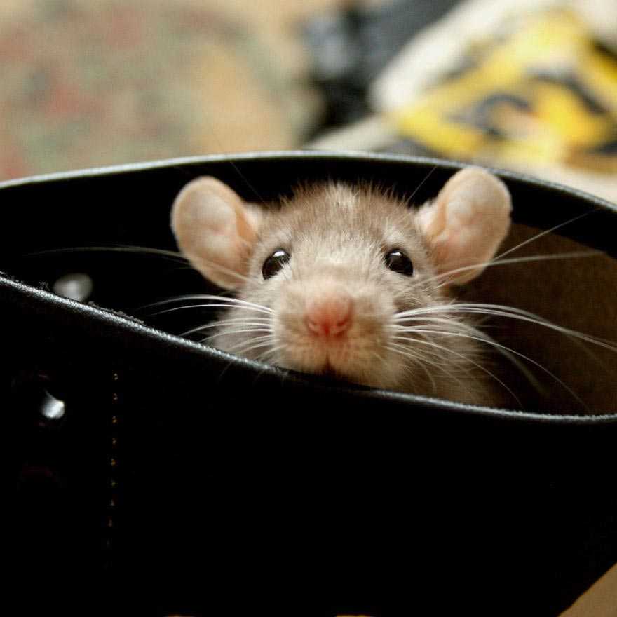 Как пищат и "разговаривают" крысы, значение издаваемых звуков