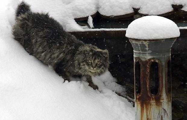 Мерзнут ли кошки зимой. коты зимой как кошки готовятся к холодам