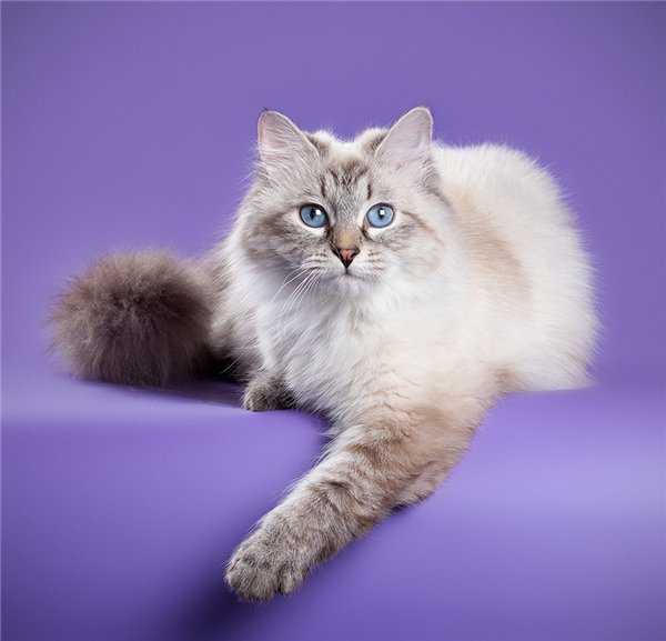 Невская маскарадная кошка: описание породы, фото, характер