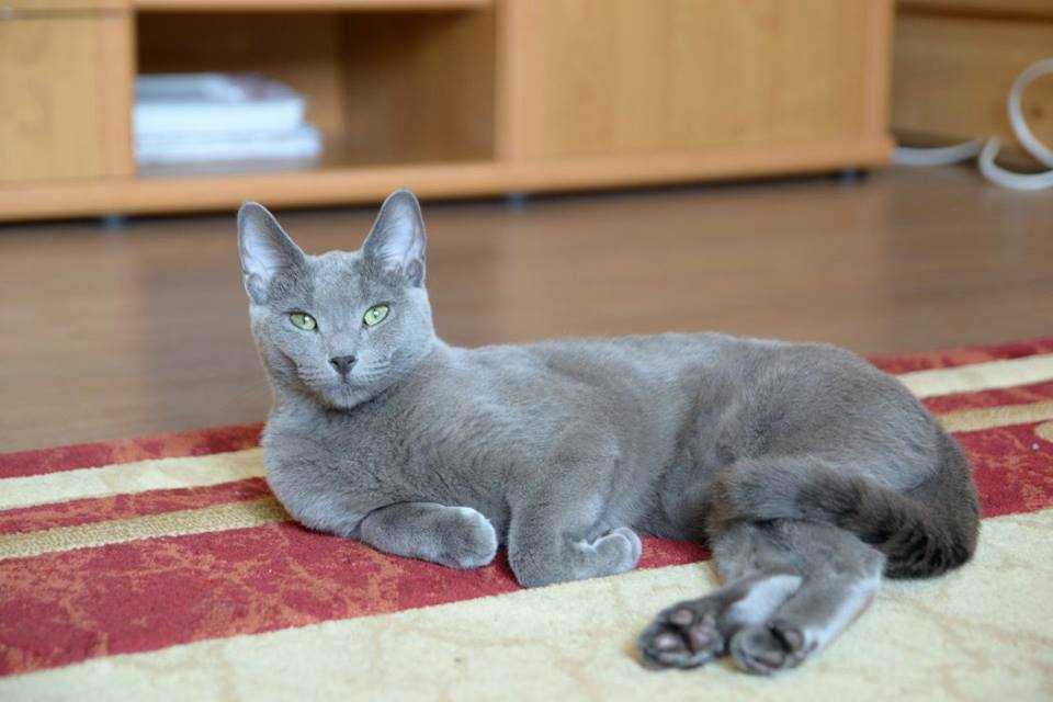 Русская голубая кошка: отзывы, фото, содержание, уход, питание, цена