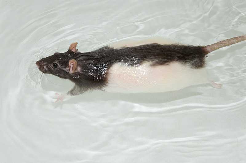 Как правильно купать крысу