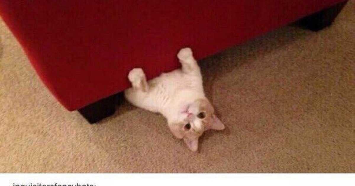 Зачем кошка прячется под одеяло?