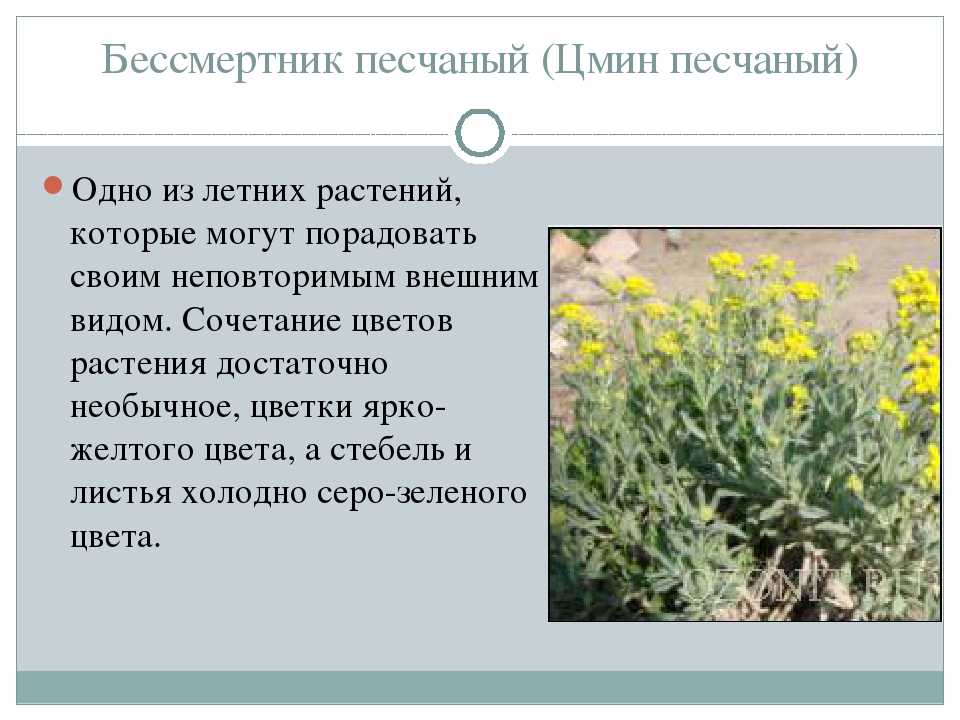 Helichrysum italicum (roth) g. donописание таксона