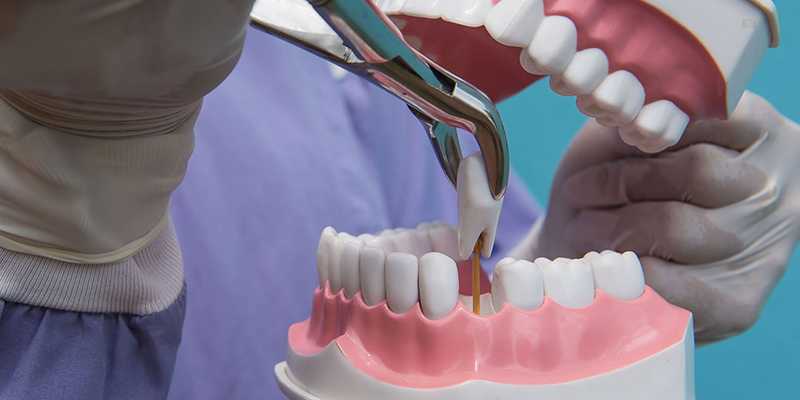 Как вылечить у шиншиллы зубы