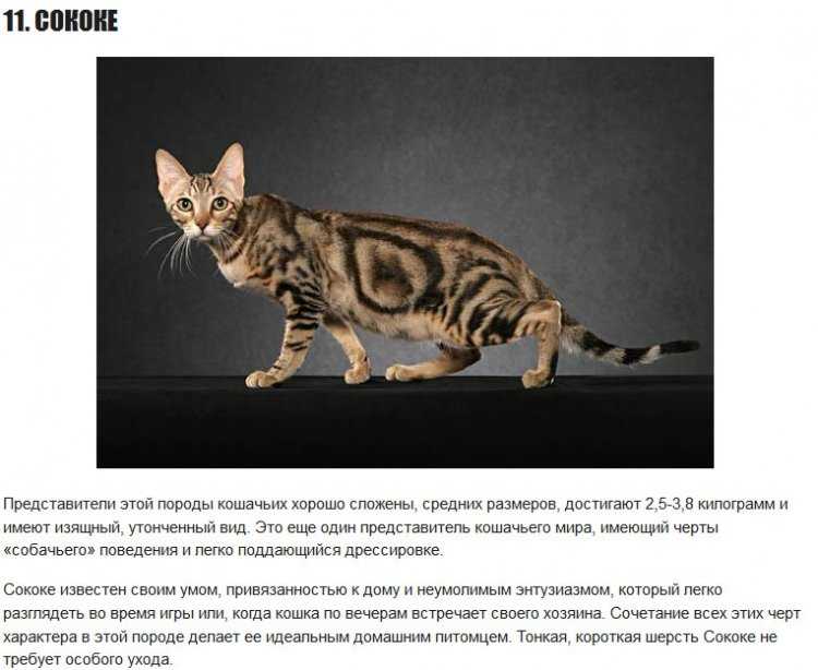 Гибридные породы кошек - wlcat.ru