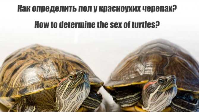 Член черепахи: описание репродуктивной системы, как устроен, как им пользуется