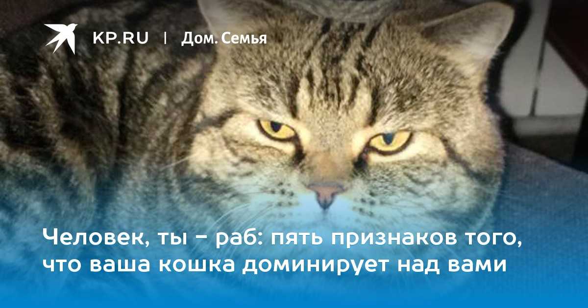 18 признаков как понять, что кошка болеет
