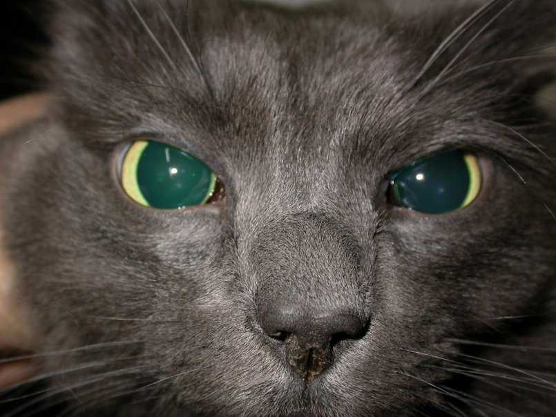 Синдром горнера (хорнера) у кошек: причины, симптомы и лечение