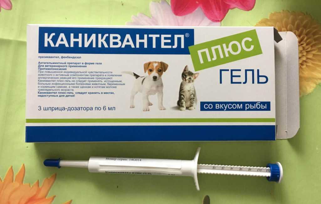 10 препаратов от глистов (антигельминтных) для собак: таблетки, капли, уколы - kotiko.ru