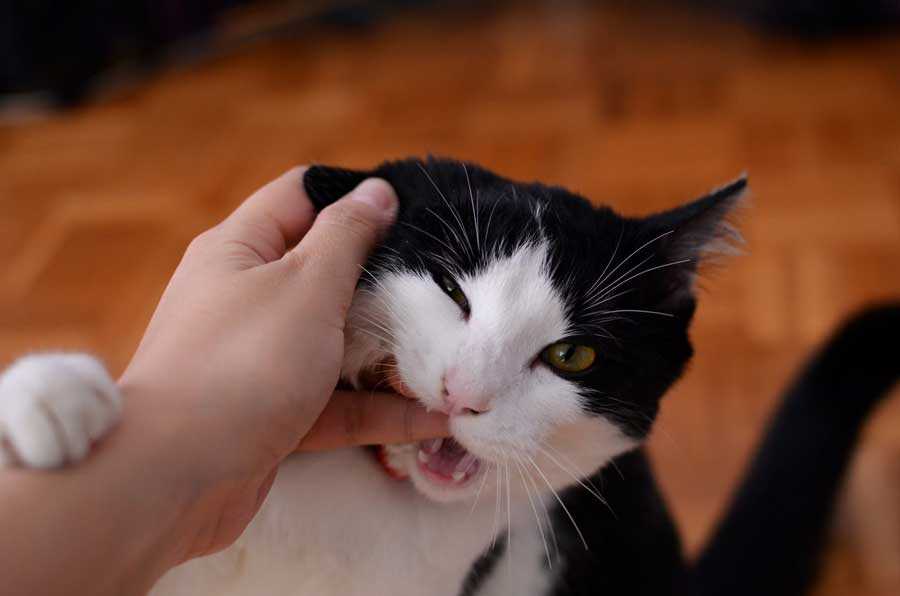 Почему кот кусается, когда его гладишь