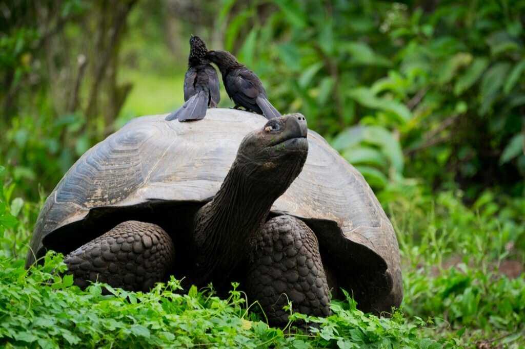 Сейшельская гигантская черепаха: фото, описание, характеристики и интересные факты :: syl.ru