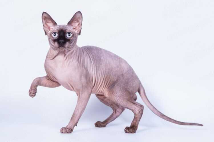Канадский сфинкс — все о кошке с фото и описанием основных характеристик породы (окрас, внешний вид, уход)