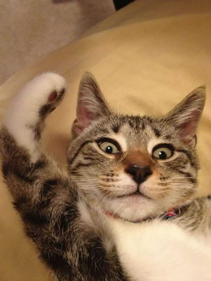 Смешные коты и кошки