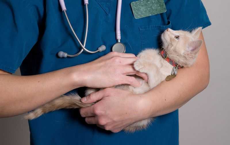 Идиопатические воспалительные заболевания кишечника у кошек. выбор рациональной терапии | ветеринарная клиника «друзья»