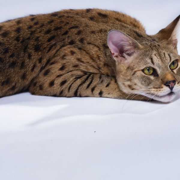 Кошка ашера: фото, описание породы и особенности ухода