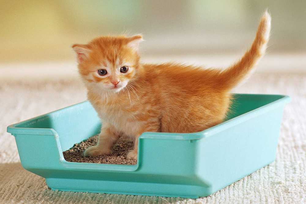 Как приучить взрослую кошку к сухому корму: быстро и просто