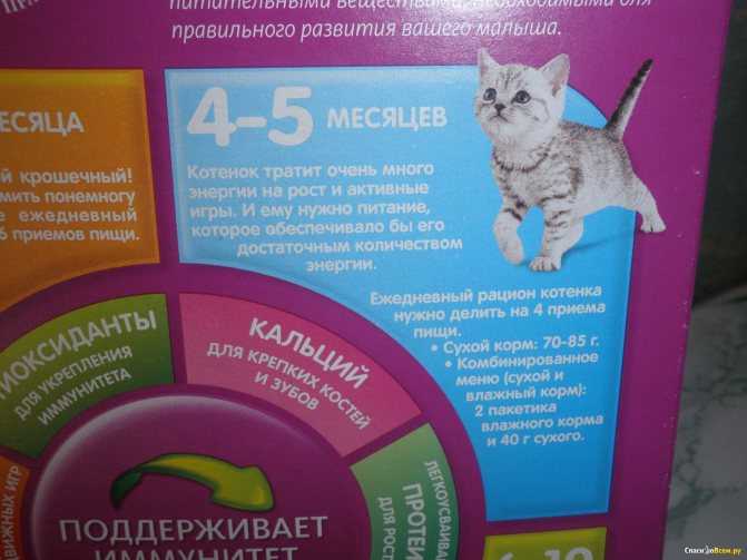 Чем кормить котенка в 1,5 месяца: основные правила кормления
