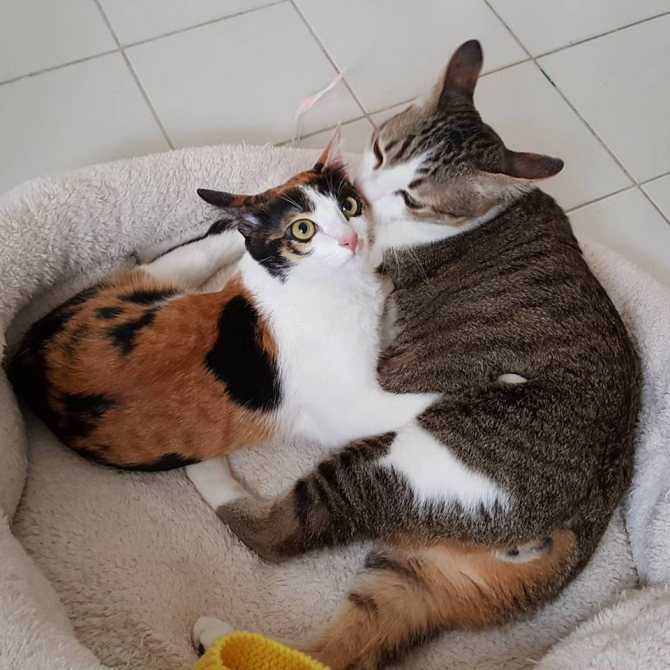 Как подружить двух котов в одной квартире? советы эксперта