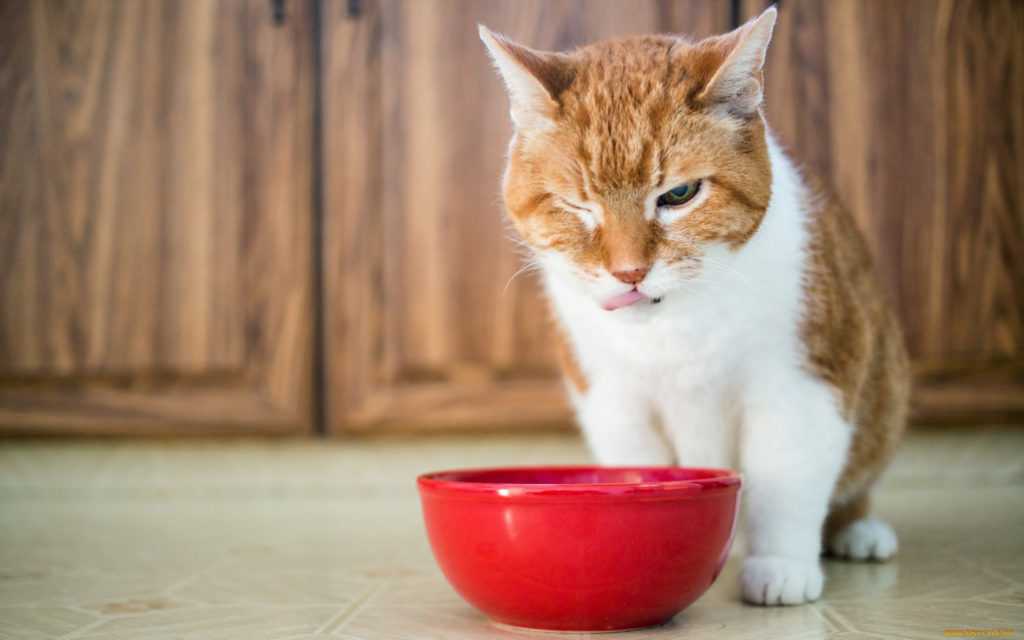 Для чего кошка закапывает миску с едой