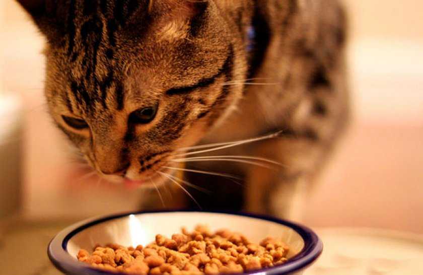 Сухой корм для котят: рейтинг лучших кормов по качеству. нужно ли его размачивать? отзывы ветеринаров