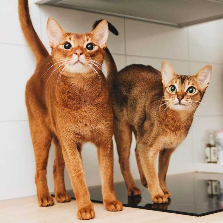 Самые маленькие кошки