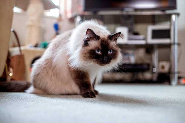 Гималайская кошка – перс и сиамец в одном флаконе