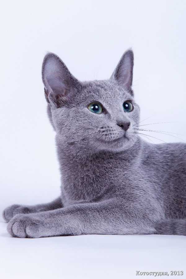 Описание породы русская голубая кошка, уход и содержание