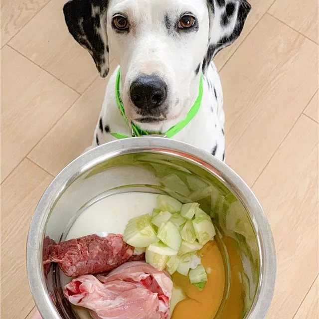 Корм для стерилизованных собак. чем кормить кастрированную собаку