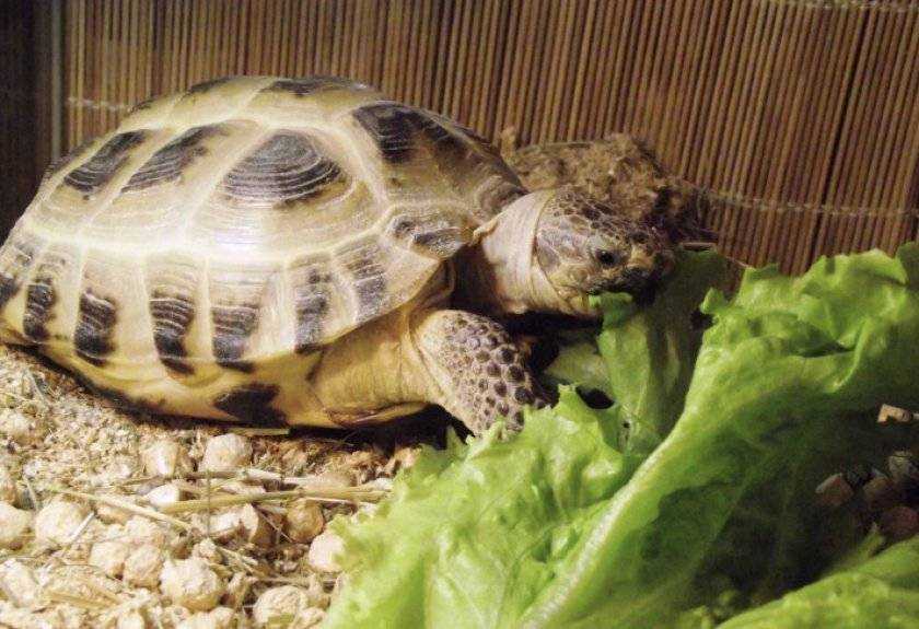 Какой террариум лучше выбрать для красноухих черепах? общие советы