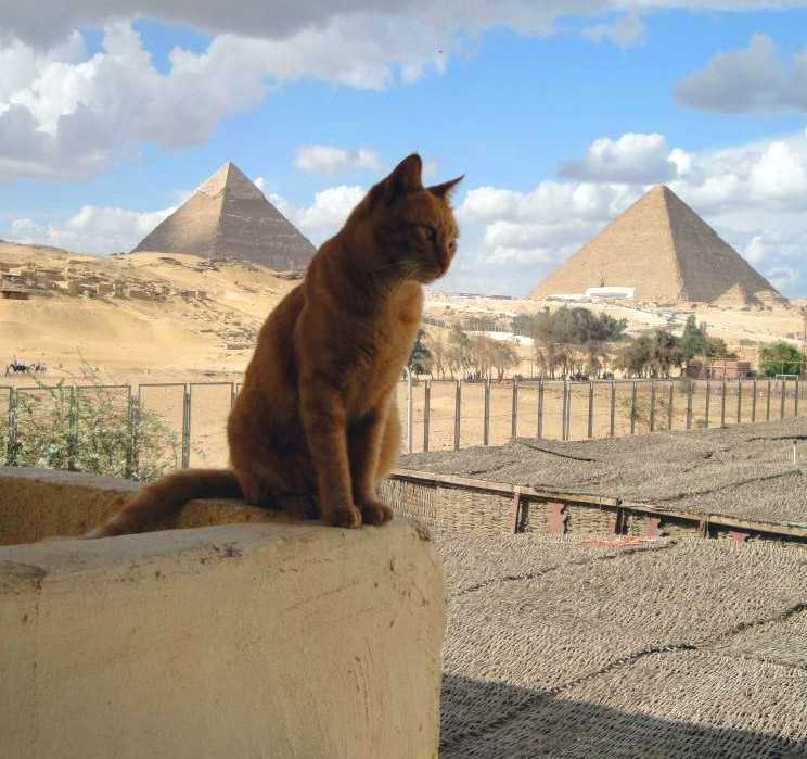 Культ кошки в древнем египте
