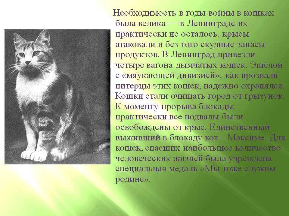 Кошка без истории. Интересные истории с котами. Кошки блокадного Ленинграда.