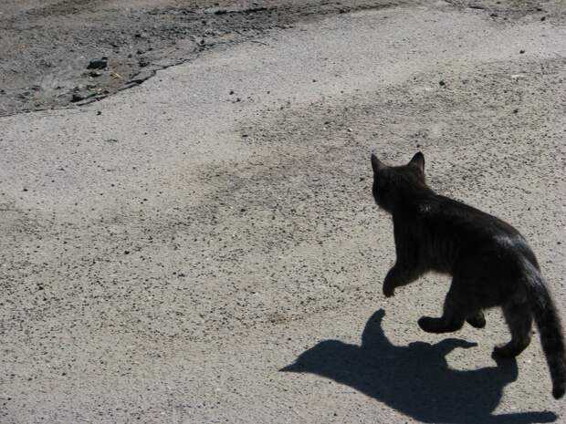 ᐉ черная кошка перебежала дорогу — к чему примета - zoovet24.ru