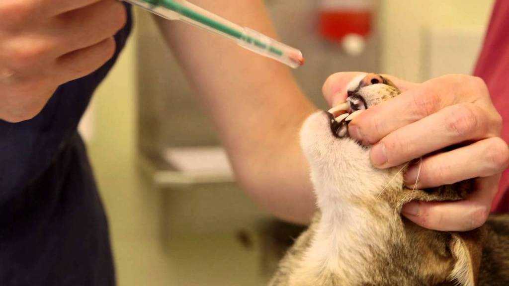 Как дать таблетку кошке | артемида - ветеринарная клиника во владимире с 25-летней историей