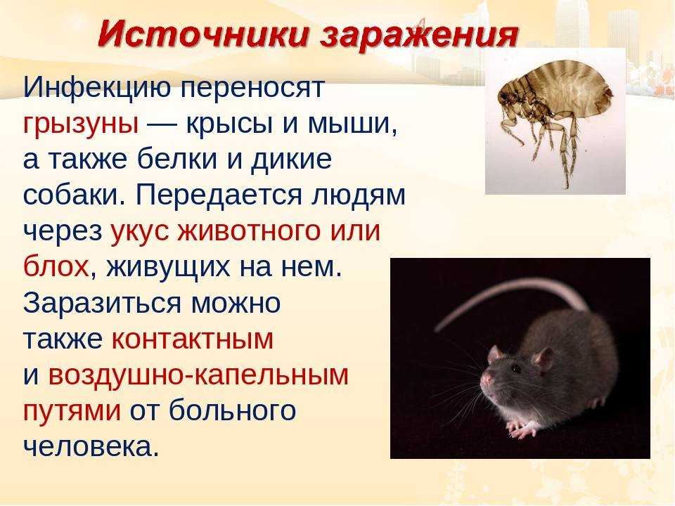 Почему мышь назвали мышью. Мыши переносчики заболеваний. Крысы переносчики болезней. Мыши крысы переносчики болезни. Заболевание которое переносят мыши.