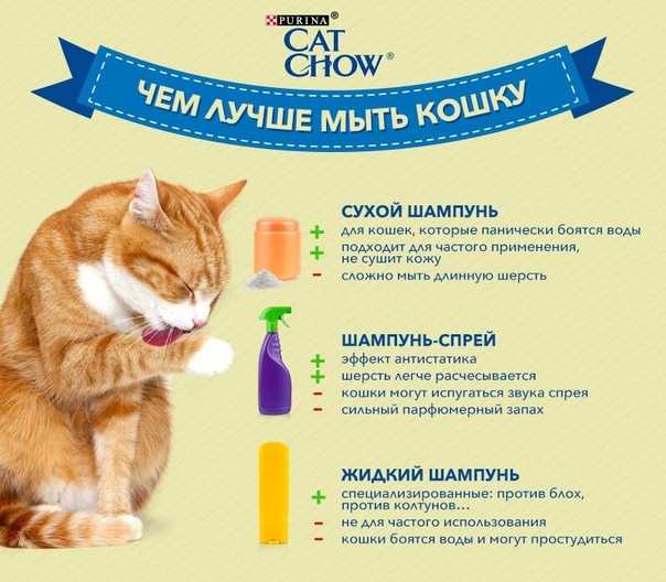 Как и чем кормить котят в 2 недели: режим и нормы кормления, промышленные смеси, заменители молока, витамины и добавки