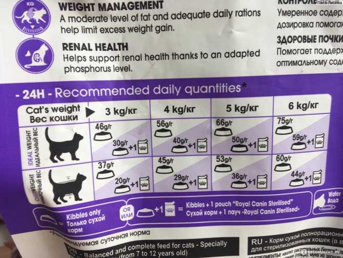 Сколько раз в день кормить кошку и какими порциями корма | hill's pet